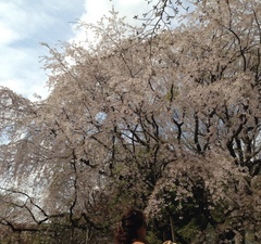 またまた桜