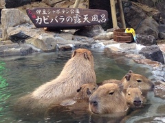 伊豆シャボテン公園