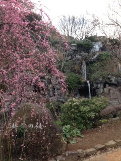 熱海梅園