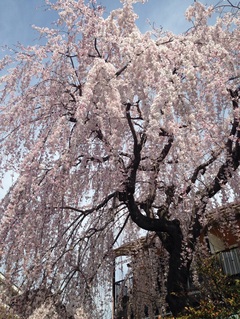 枝垂れ桜