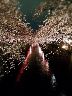 夜桜