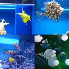 沼津港深海水族館