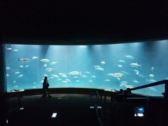 クロマグロの群泳
