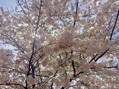 目黒川