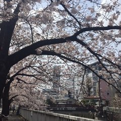 目黒川