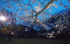 夕暮れの桜