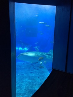 美ら海水族館