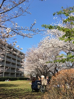 お花見