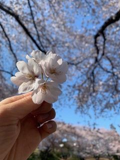 今年のお花見