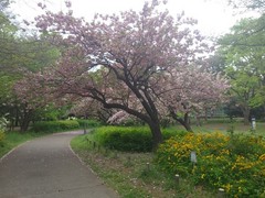 春の花