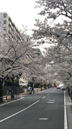 桜