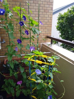 朝顔